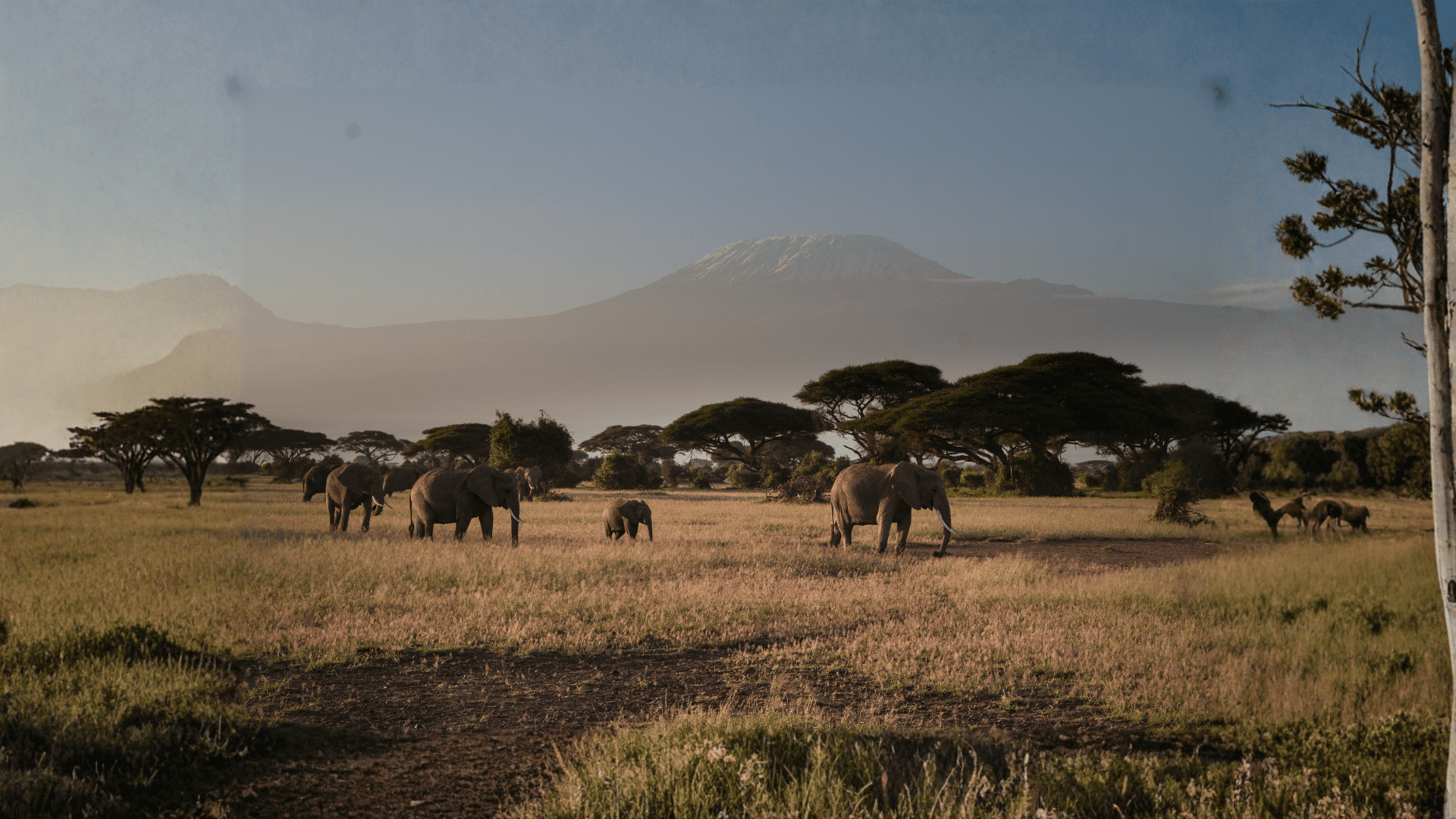 Amboseli