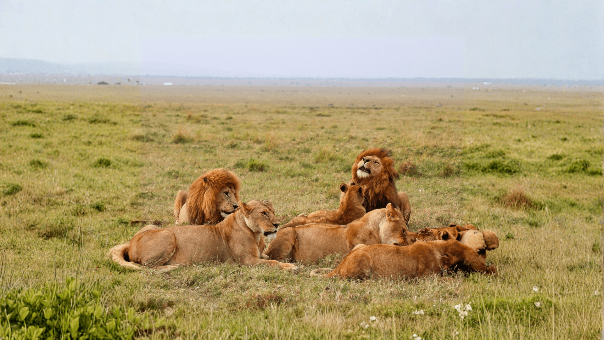 Masai Mara