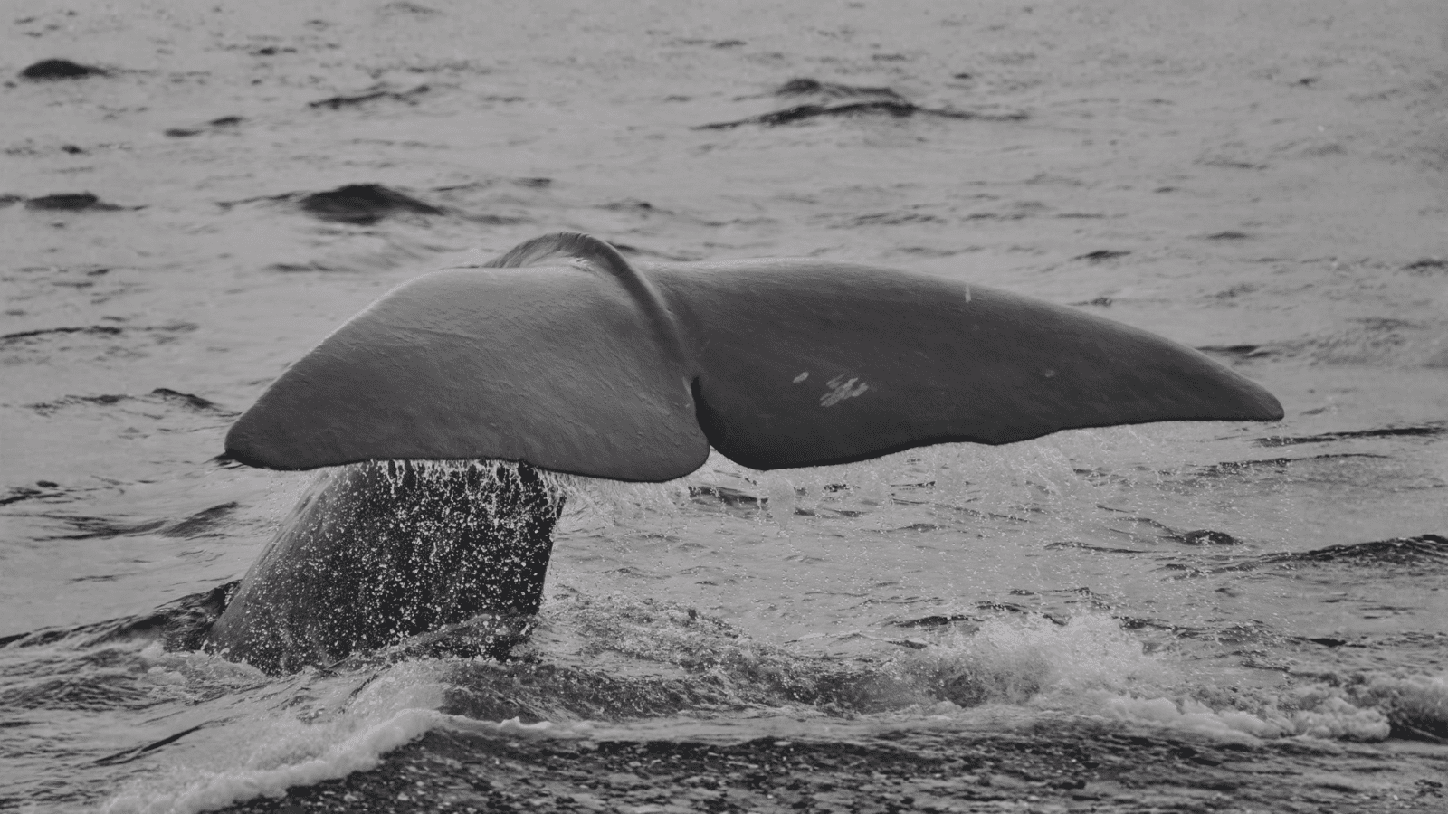 Avistamiento de ballenas jorobadas