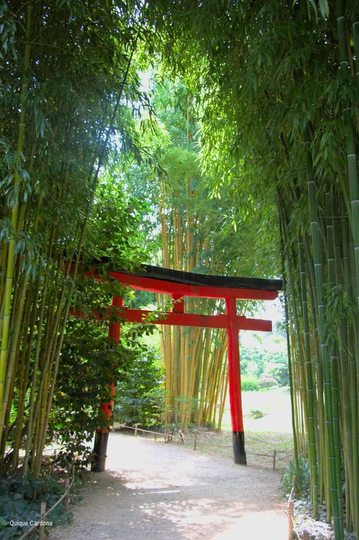 Bosque de Bambú Arashiyama