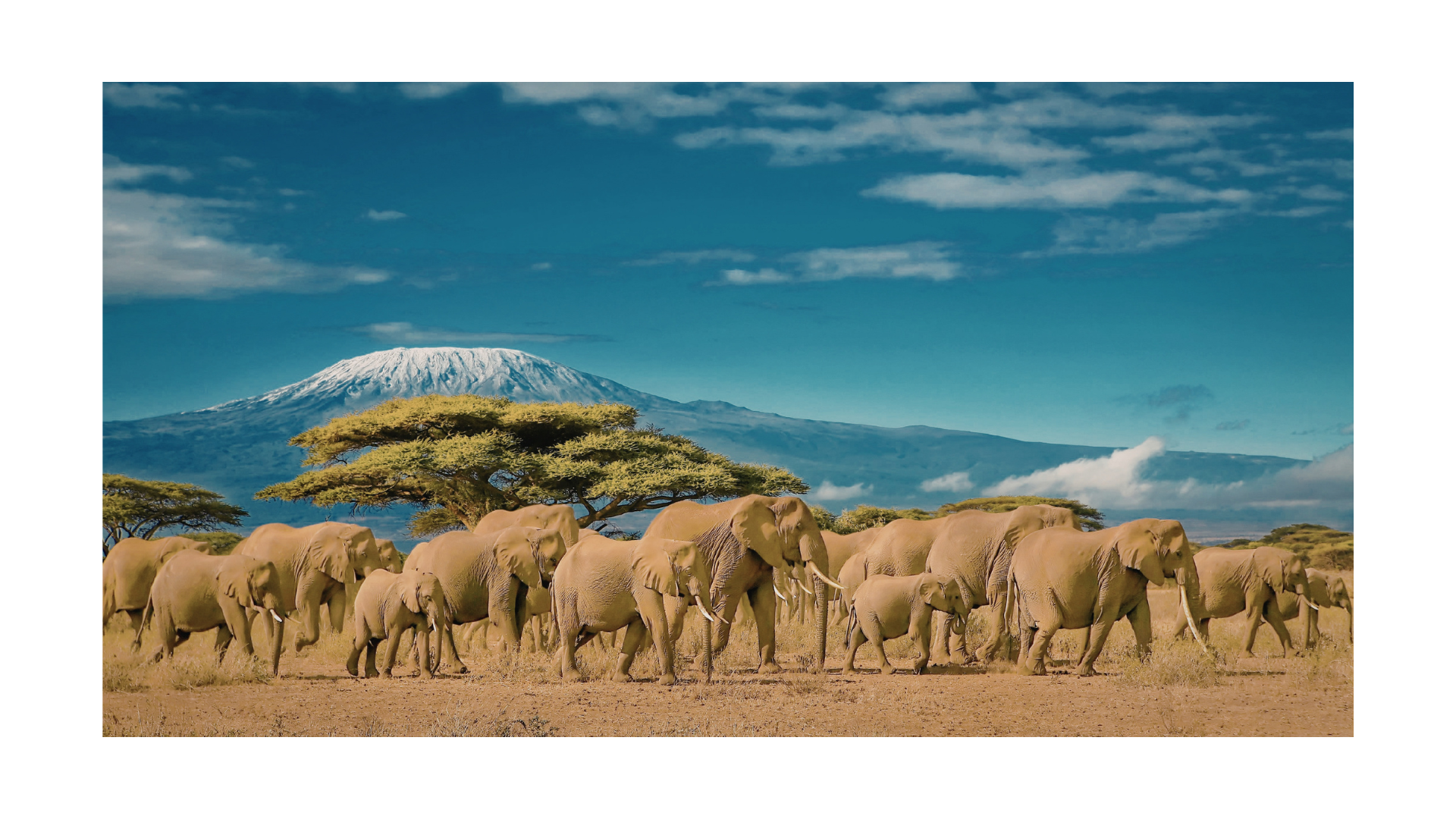 Amboseli Kilimanjaro
