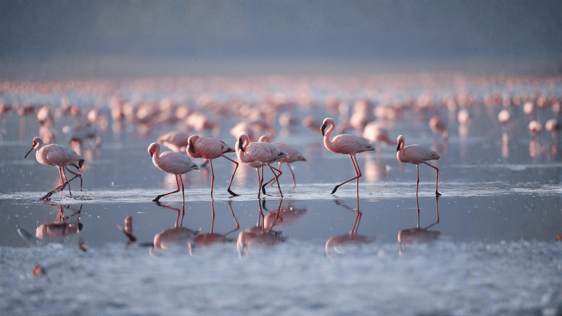 Flamencos Nakuru