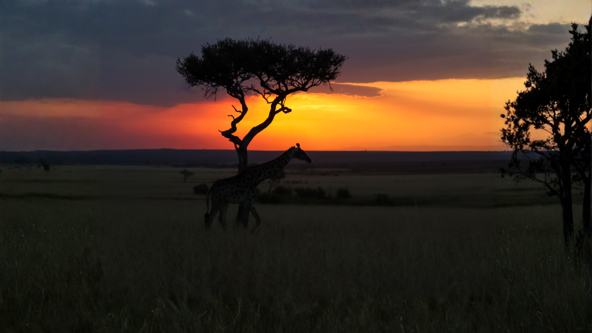 Sabana al amanecer