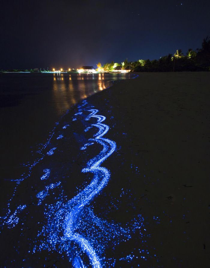 Fitoplancton bioluminiscente