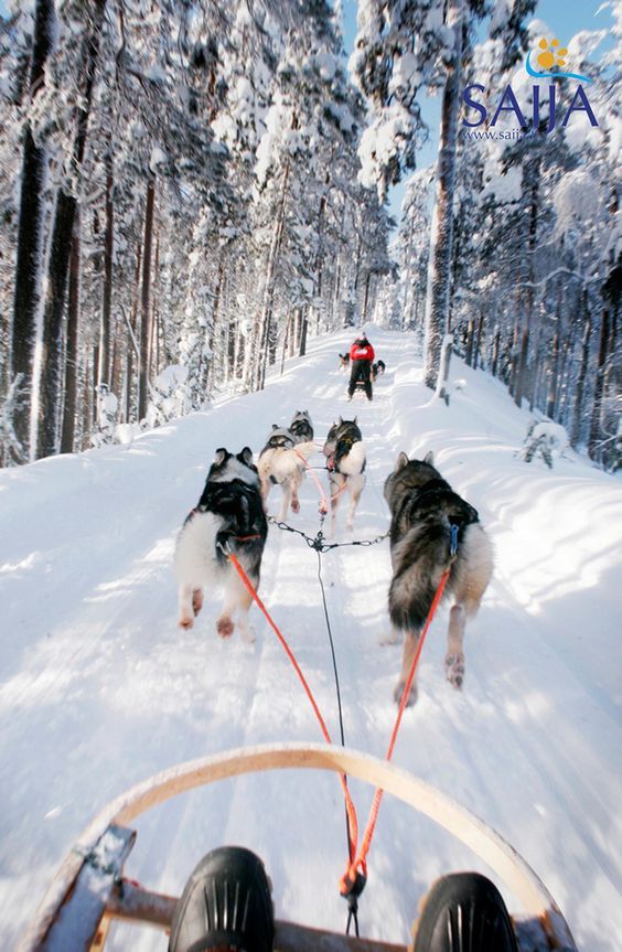 Huskies Laponia