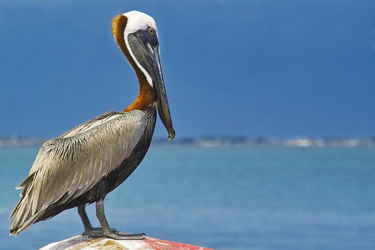 Aves Isla Palma
