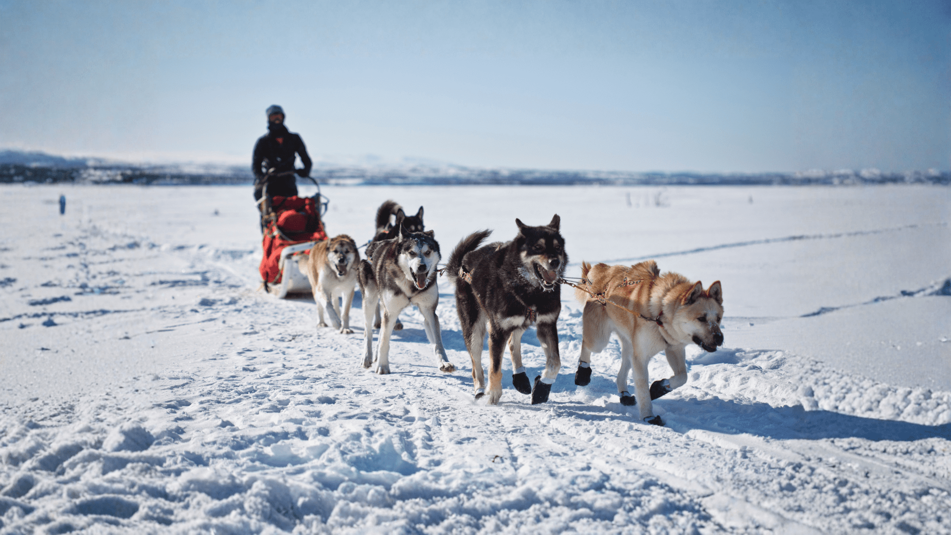 Trineo de Huskies